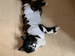 -凯特喵百思猫专科医院