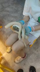 -神奇动物撸宠馆·羊驼·小浣熊·异宠(豫园店)
