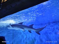 -太平洋海底世界