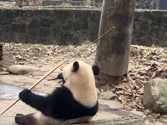 -都江堰中华大熊猫苑