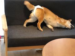 -南京Hallo宠物乐园·哈罗犬舍·柴犬繁育基地