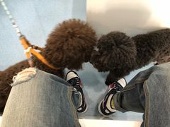 -瑞派·关忠动物医院·异宠专科·犬猫肿瘤·皮肤专科(望京店)