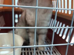 -瑞派动物医院·绝育·犬猫全科·预防医学(光景江南中店)