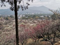 -香雪海