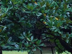 -上海共青森林公园