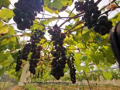 -海堤葡萄园中小学生研学基地