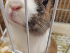 -猫猫幼稚园·撸猫·桌游·电玩