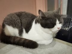 -猫儿山۰猫主题餐厅