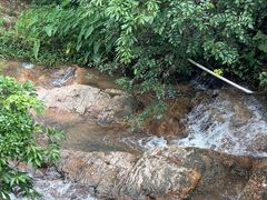 -东莞市大岭山森林公园