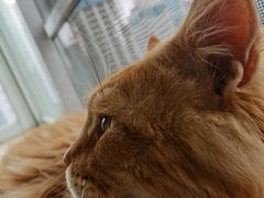 -Heymao猫咖.咖啡厅(东门店)