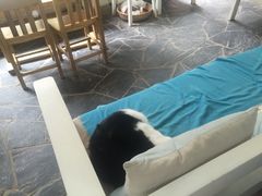 Anne猫窝咖啡屋-Anne猫窝咖啡屋