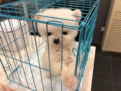 -熊小胖宠物生活馆(天华园店)