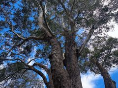 -墨尔本皇家植物园