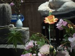 -月栖华明-云间草堂清茶馆(泗泾古镇店)