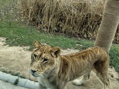 -北京野生动物园