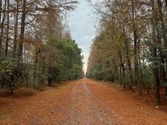 -上海海湾国家森林公园