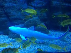 -烟台海昌鲸鲨海洋公园