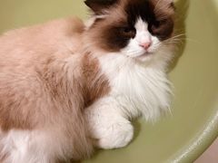-平行世界·猫咖(首经贸店)