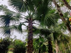 -中国科学院西双版纳热带植物园