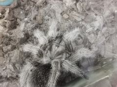 -上海大自然野生昆虫馆(东方明珠·爬宠昆虫探索中心)
