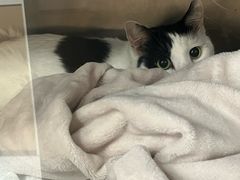 -瑞派康怡24h宠物医院·犬猫医疗中心·微创绝育(瑞景分院)