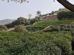 -树山生态村