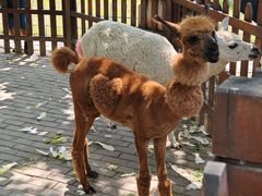 -西安秦岭野生动物园