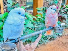 -南宫五洲植物乐园