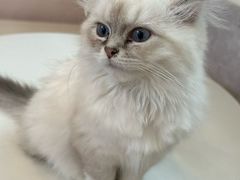 -猫咪派对(江南西店)