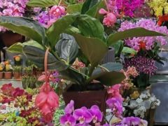 -长春青怡坊鲜花批发(青怡坊花鸟市场店)