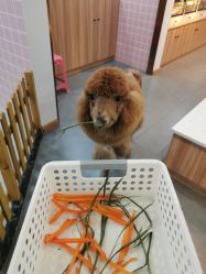 -Moni星球萌宠·小马宝莉·灵蛇·高端高阶全萌宠互动体验俱乐部(红豆国际广场店)