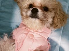 -翊宠yipet猫狗购宠庄园犬舍•猫舍