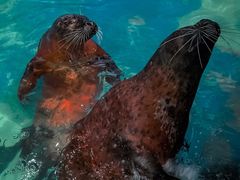 -太平洋海底世界