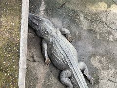 -广州长隆飞鸟乐园