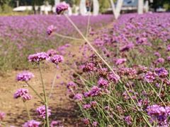 -紫海香堤香草艺术庄园