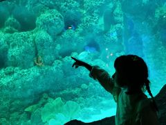 -芜湖新华联大白鲸海洋公园