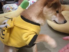-逗柴咖啡屋·狗咖猫咖宠物桌游