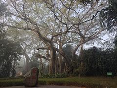 -瑞丽独树成林风景区