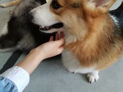 -汪说·狗咖(旺城大厦店)