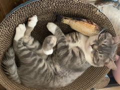 -纳吉亚猫专科动物诊疗中心(蒋宅口分院)