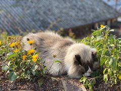 -喵屿·大理花园猫咖