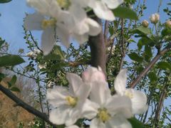 -德克士(肥城新华商场店)