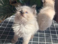 -喵zoo家庭繁育猫舍(尖东智能花园店)