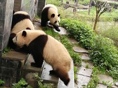 -中国大熊猫保护研究中心雅安碧峰峡基地