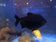 -烟台海昌鲸鲨海洋公园