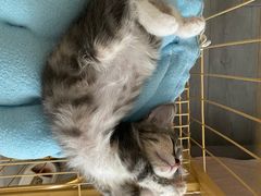 -伟伟宠物医院·CT影像中心·瑞派犬猫综合性门诊(汉口总院)