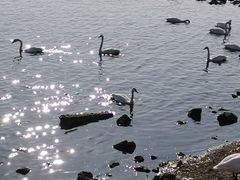 -烟墩角天鹅湖