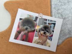 -翊宠yipet猫狗购宠庄园犬舍•猫舍