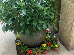 -南京钟山宾馆(江苏省会议中心)