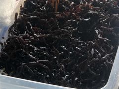 -西瓜小镇